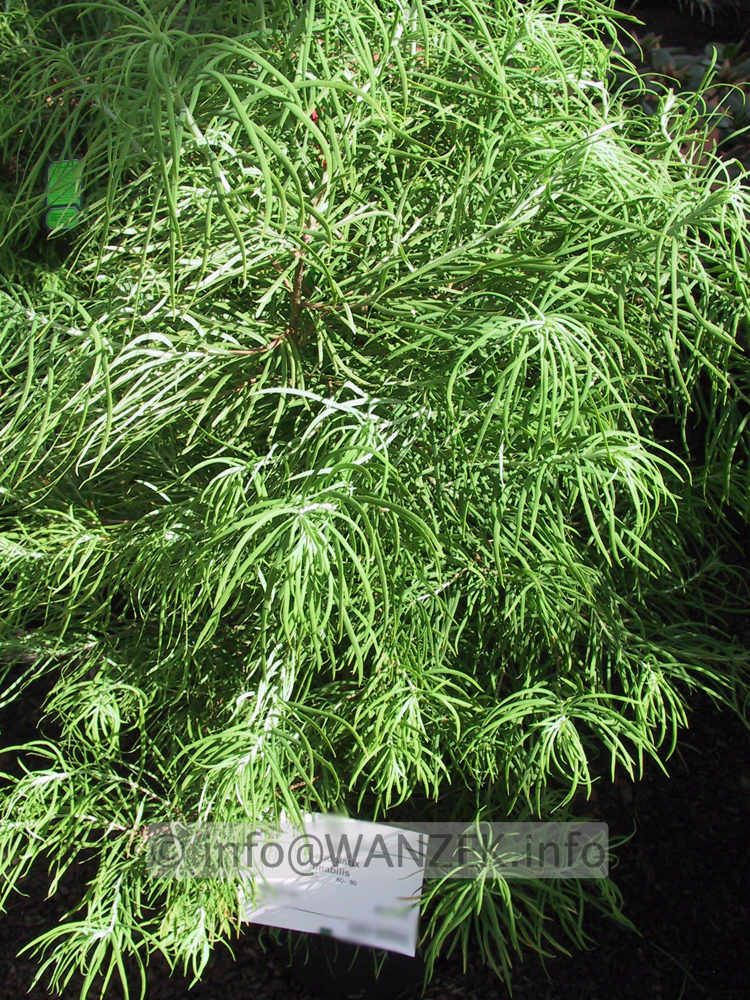 Pseudolarix amabilis.JPG